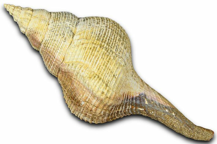Miocene Fossil Sea Snail (Euthriofusus) Shell - France #365537